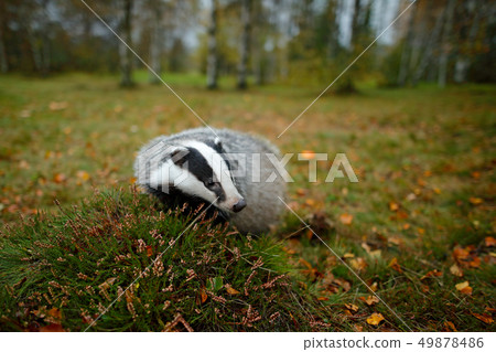 Badger in forest, animal in nature habitat 49878486
