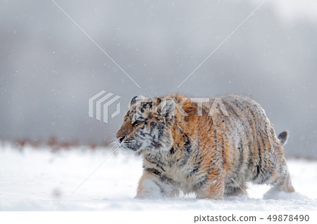 Running tiger with snowy face. Tiger in winter Running tiger with snowy face. Tiger in winter 49878490