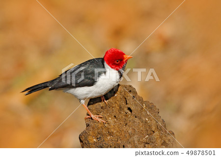 Yellow-billed Cardinal, Paroaria capitata 49878501