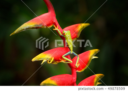 Red-eyed Tree Frog, Agalychnis callidryas 49878509