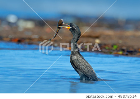 Cormorant with fish. Dark bird in nature habitat 49878514