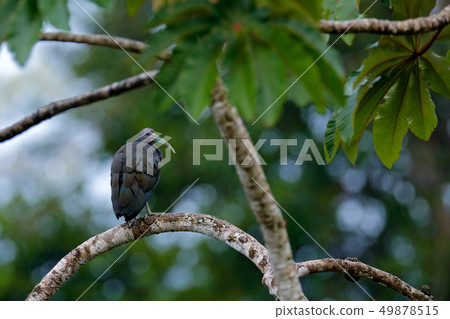 Green ibis, Mesembrinibis cayennensis 49878515