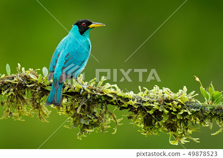 Green Honeycreeper, Chlorophanes spiza 49878523