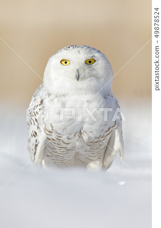 Snowy owl, Nyctea scandiaca, rare bird on snow 49878524