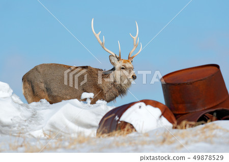 Hokkaido sika deer, Cervus nippon yesoensis 49878529