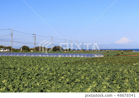 場（春天） 49878541