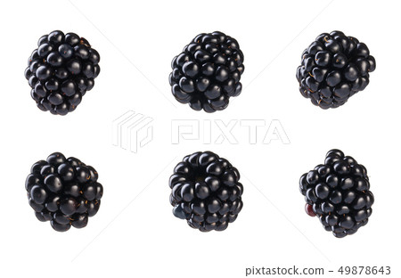 Collection of fresh blackberries. Collection of fresh blackberries. 49878643