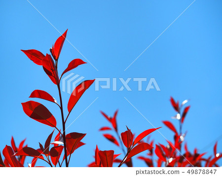 Benikanamomechi and blue sky 49878847