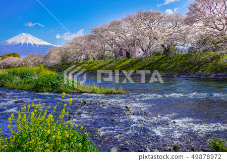 Cherry blossoms Mt. Fuji [Fuji City Ryujin Kin] 49878972
