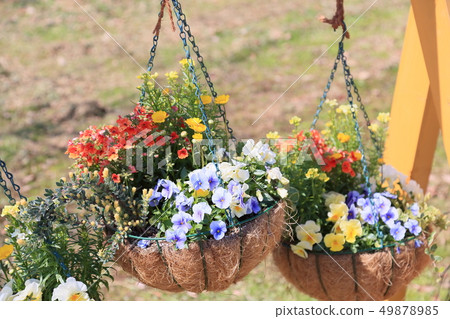 掛籃鮮花 掛籃鮮花 49878985