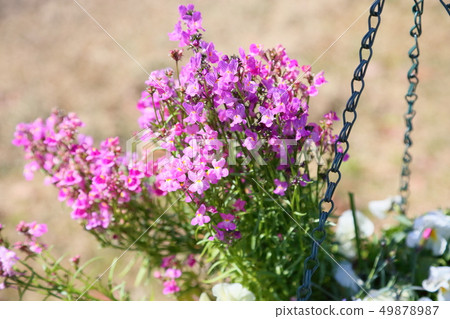 Hemekinsyyo flower 49878987