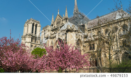 Notre Dame Cathedral surrounded by flowering trees 49879153