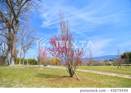 Flowering peach blossoms Flowering peach blossoms 49879499