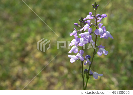 Matsubaun Run 49880005