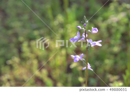 Matsubaun Run 49880031