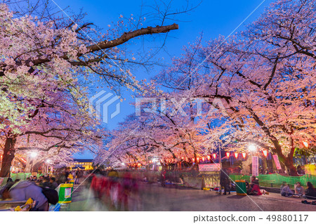 Night cherry blossoms at Ueno Park in Tokyo 49880117