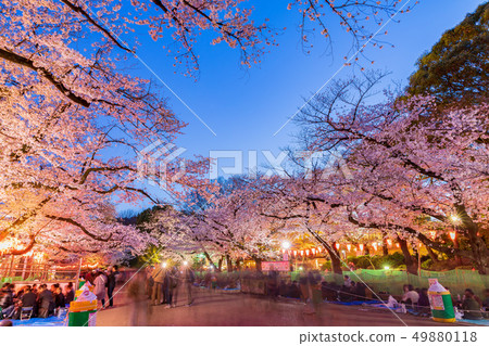 夜櫻花在東京上野公園 照片素材 圖片 圖庫