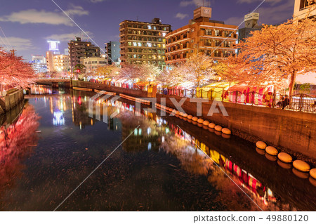 Yokohama, Ooka River, night cherry blossoms in full bloom Yokohama, Ooka River, night cherry blossoms in full bloom 49880120
