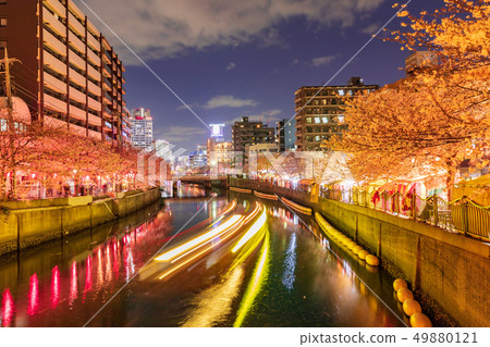 Yokohama, Ooka River, night cherry blossoms in full bloom 49880121