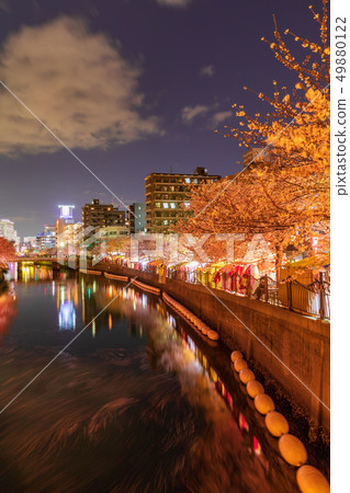 Yokohama, Ooka River, night cherry blossoms in full bloom 49880122