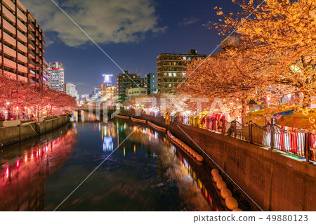 Yokohama, Ooka River, night cherry blossoms in full bloom 49880123