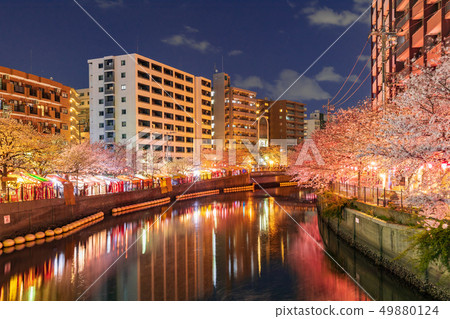 橫濱，大岡河，夜櫻花盛開 49880124