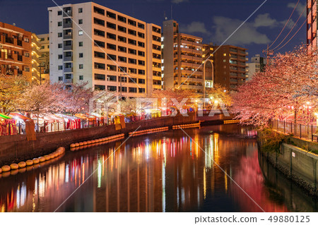 Yokohama, Ooka River, night cherry blossoms in full bloom Yokohama, Ooka River, night cherry blossoms in full bloom 49880125