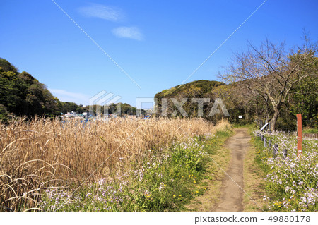 Koami Forest (spring) 49880178