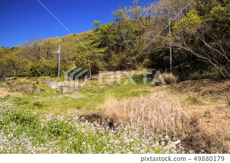 Koami Forest (spring) Koami Forest (spring) 49880179