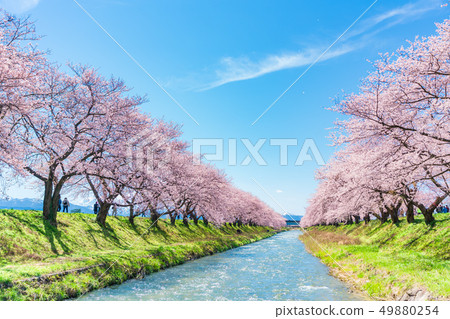 A row of cherry blossom trees along the clear stream along the spring of Toyama Prefecture 49880254