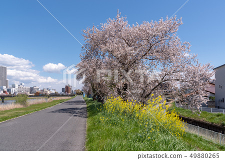 土浦市櫻川春天的風景 49880265