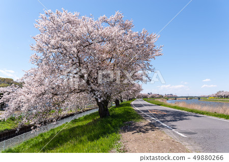 Tsuchiura City Sakuragawa Spring scenery 49880266