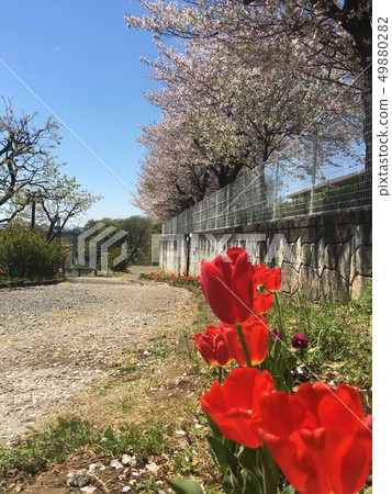 Tulip and cherry contrast 49880282