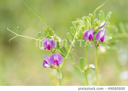 Karasuno peas Karasuno peas 49880800