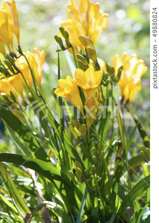 Freesia 49880824