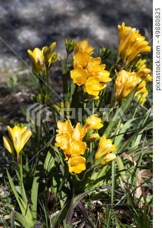 Freesia Freesia 49880825
