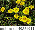 Yellow flower 49881011