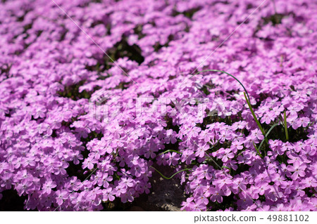 Moss phlox Moss phlox 49881102