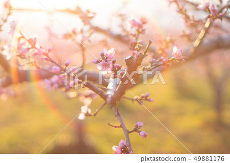 桃花 桃花 49881176