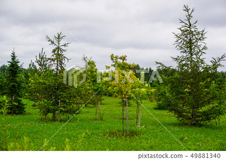 Garden in Koknese park Garden of Destinies in Garden in Koknese park Garden of Destinies in 49881340