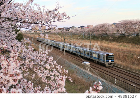 Near Shiroi City, Chiba Prefecture Hokuso Line 7500 series passing through the Hokuso Line and cherry blossoms in full bloom Near Shiroi City, Chiba Prefecture Hokuso Line 7500 series passing through the Hokuso Line and cherry blossoms in full bloom 49881527