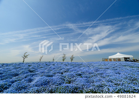 Nemophila in Osaka Maishima Seaside Park Nemophila in Osaka Maishima Seaside Park 49881624