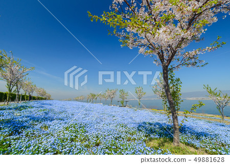 Nemophila在大阪Maishima海濱公園 49881628