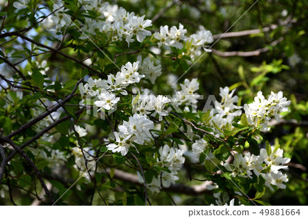 Riki李子（Rearburui） 49881664