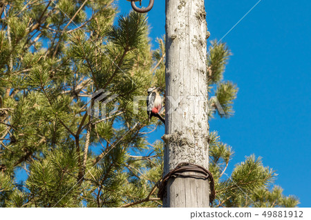 Woodpecker on a wooden post, knocking his beak. 49881912