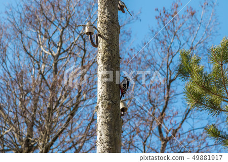 Woodpecker on a wooden post, knocking his beak. 49881917