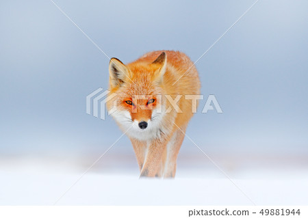 Red fox in white snow. Cold winter with orange fox 49881944