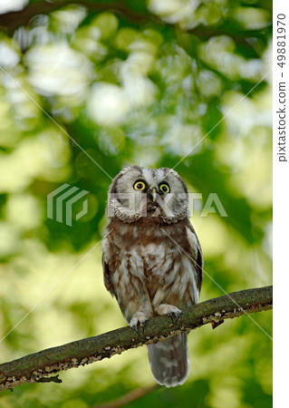 Boreal owl, Aegolius funereus, sitting on the tree Boreal owl, Aegolius funereus, sitting on the tree 49881970