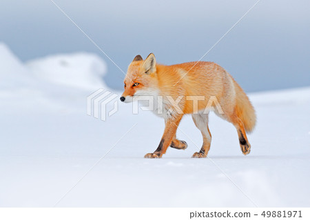 Red fox in white snow. Cold winter with fox Red fox in white snow. Cold winter with fox 49881971