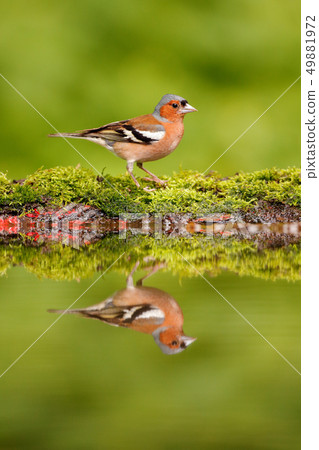 Chaffinch, Fringilla coelebs, orange songbird Chaffinch, Fringilla coelebs, orange songbird 49881972